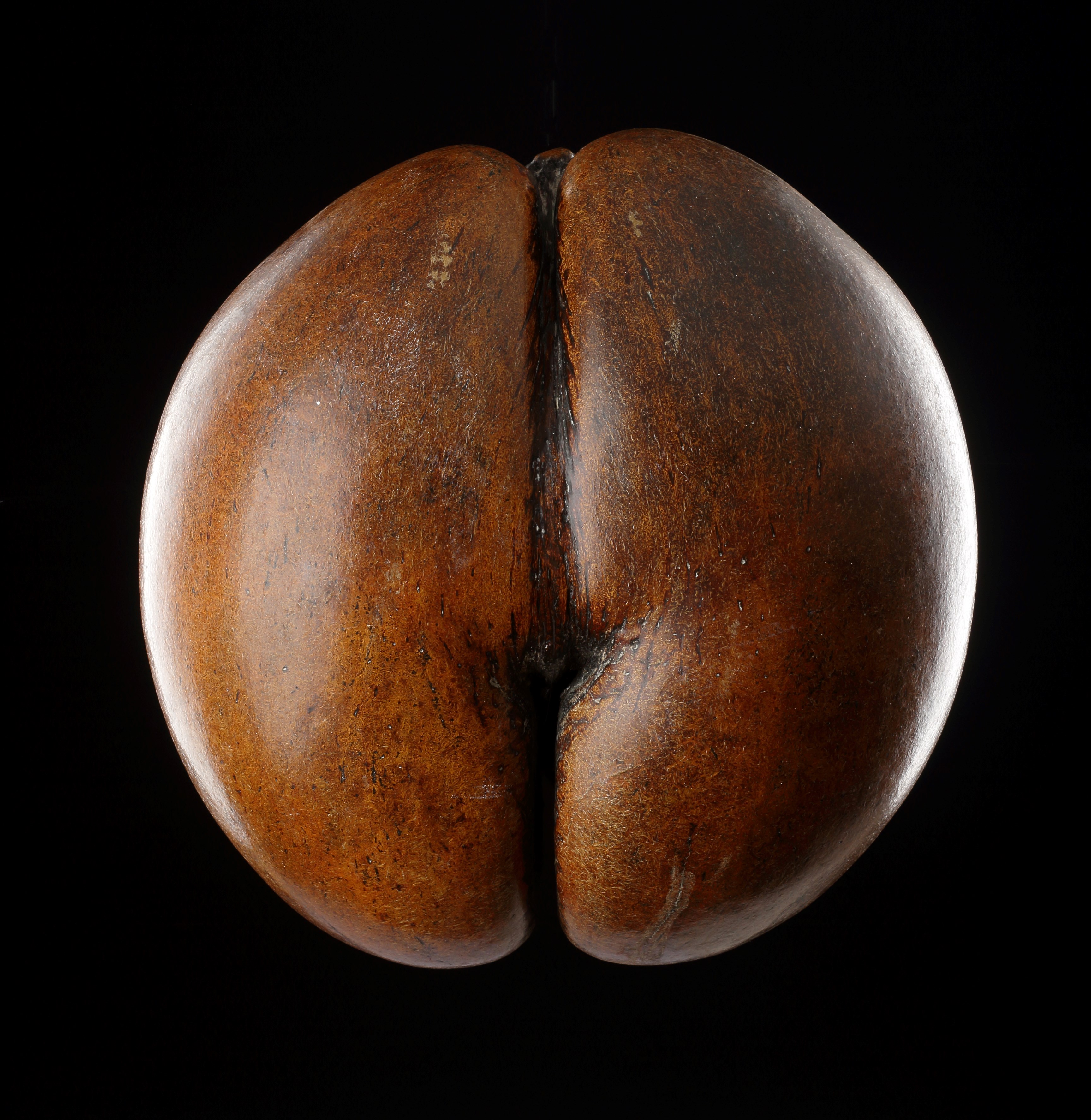 A Rare and Unusual Blonde Specimen of a Seychelles ‘Coco de Mer’